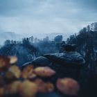 Mystisches Laub - Fotografien bei Sauwetter