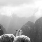 Mystisches Peru - Alpakas beim Machu Picchu