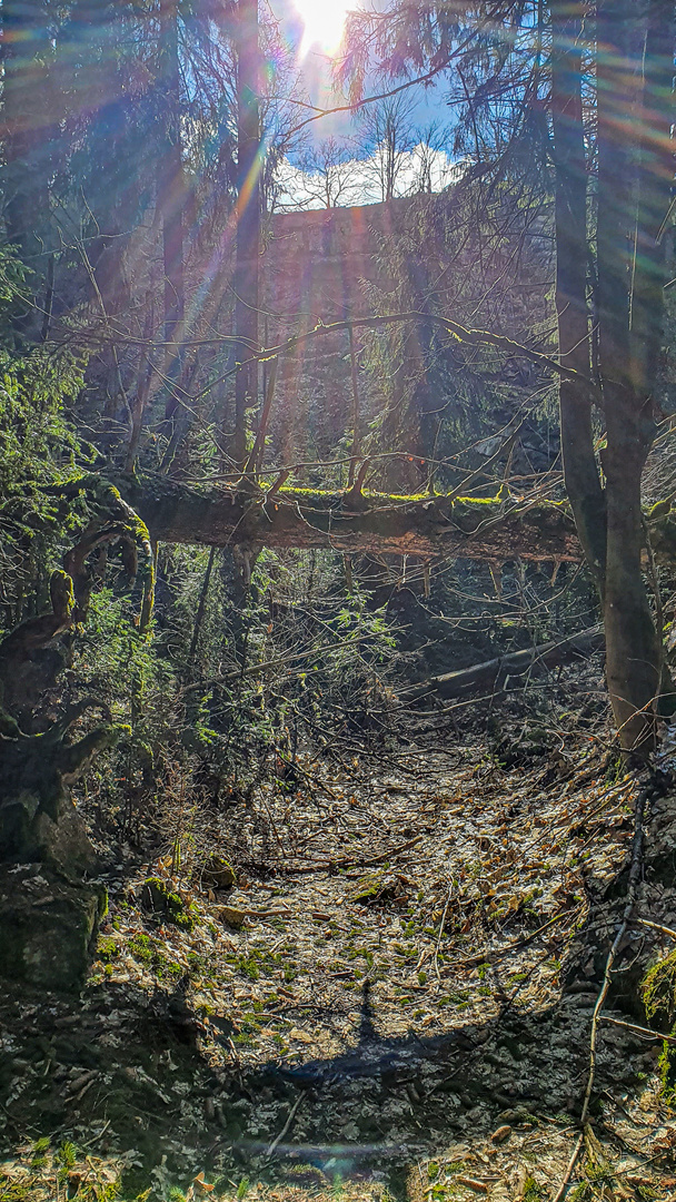 Mystisches Waldstück, Epprechtstein im Fichtelgebirge