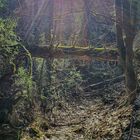 Mystisches Waldstück, Epprechtstein im Fichtelgebirge