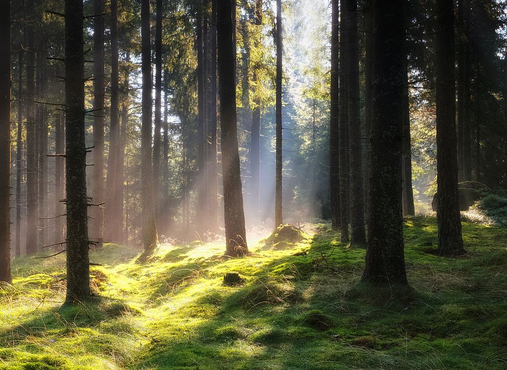 Mystisches Waldviertel