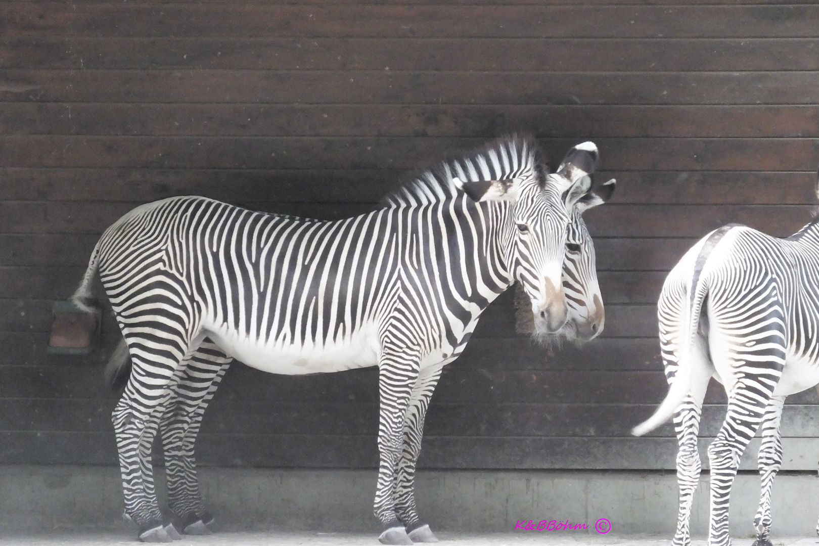 mystisches Zebra