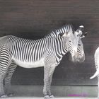 mystisches Zebra