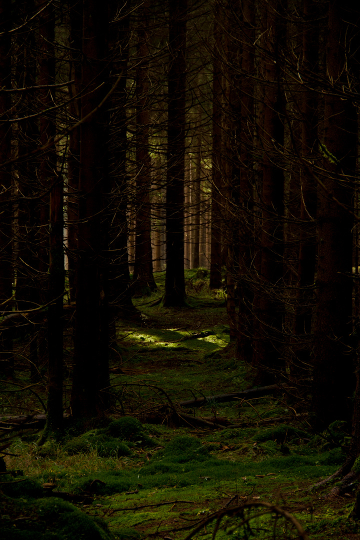 Mystischher Wald