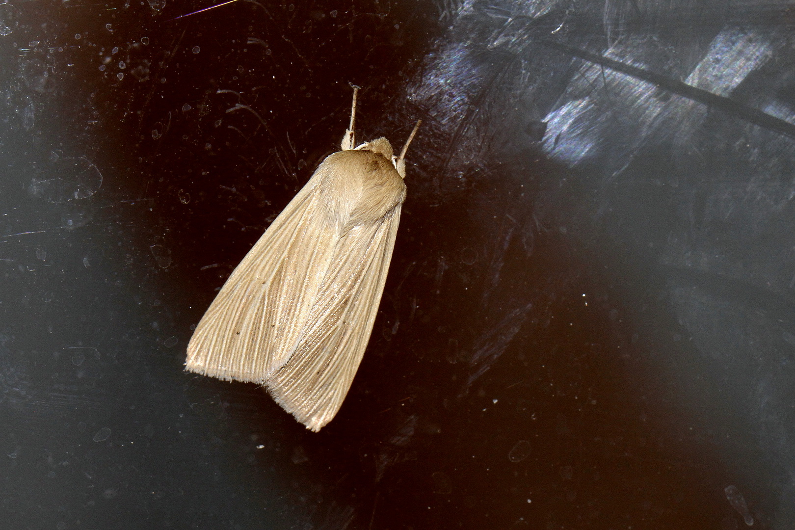 Mythimna pallens