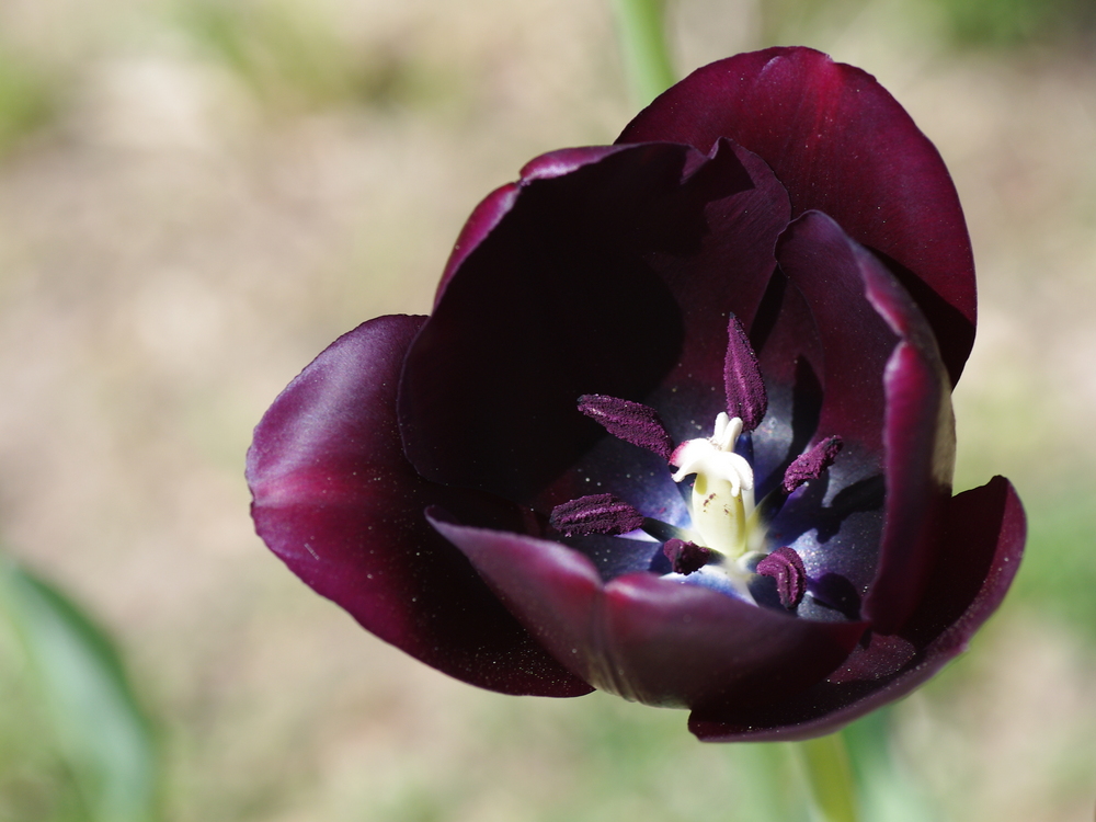 Mythique tulipe noire