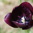 Mythique tulipe noire