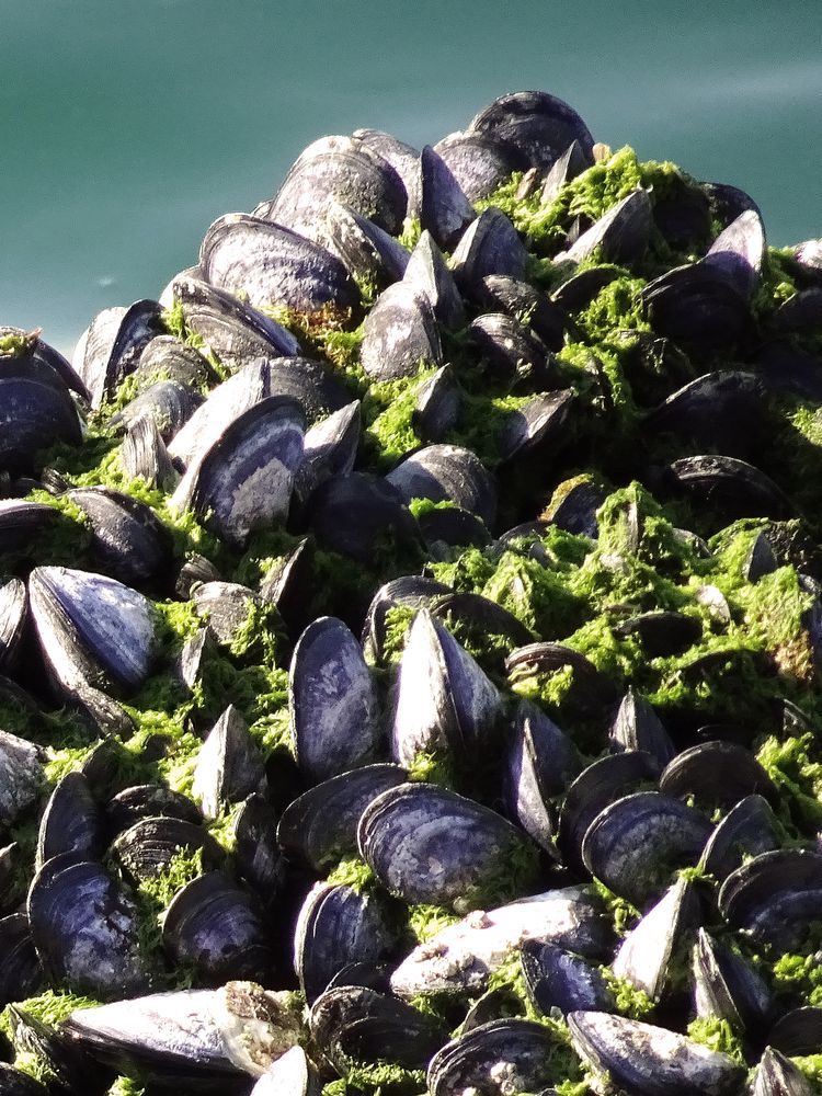 Mytilidae Foto & Bild archiv projekte naturchannel, monatswettbewerbe
