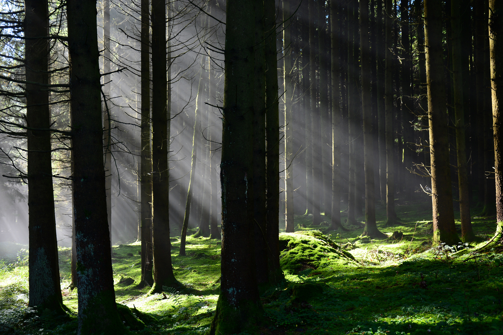 Mytischer Wald