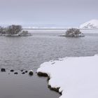 Myvatn Sträucher