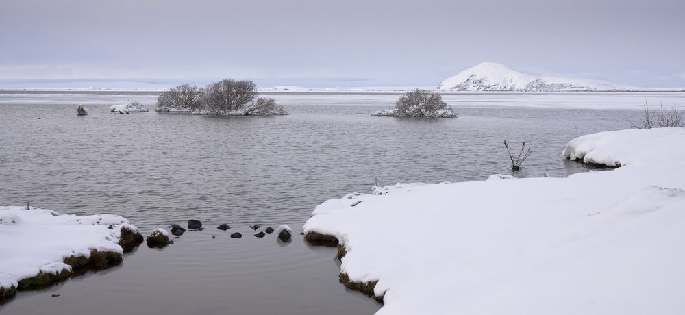 Myvatn Sträucher