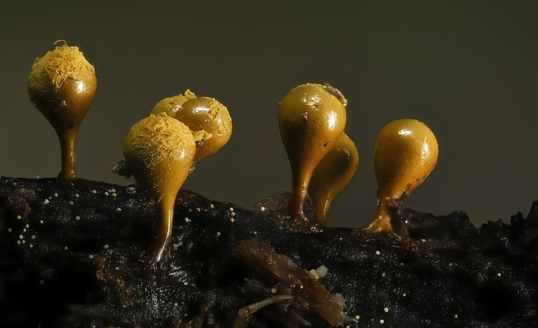 Myxomyceten_Hemitrichia clavata