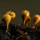 Myxomyceten_Hemitrichia clavata