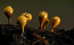 Myxomyceten_Hemitrichia clavata