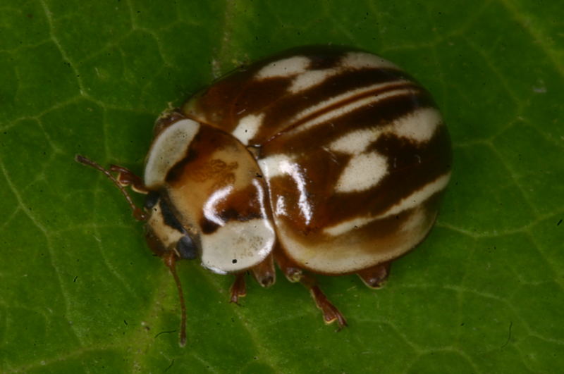 Myzia oblongoguttata