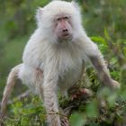 Mzungu Baboon