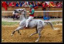 Palio di Asti 2009