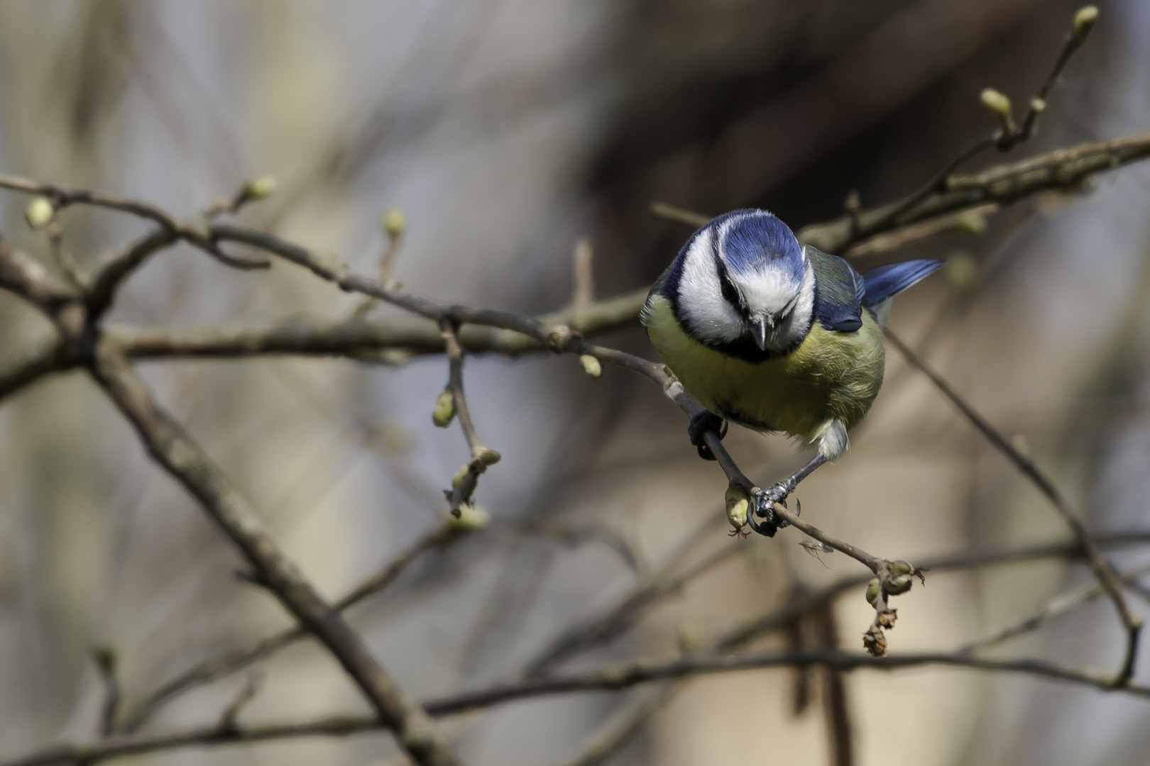 N° 2 Mésange bleue