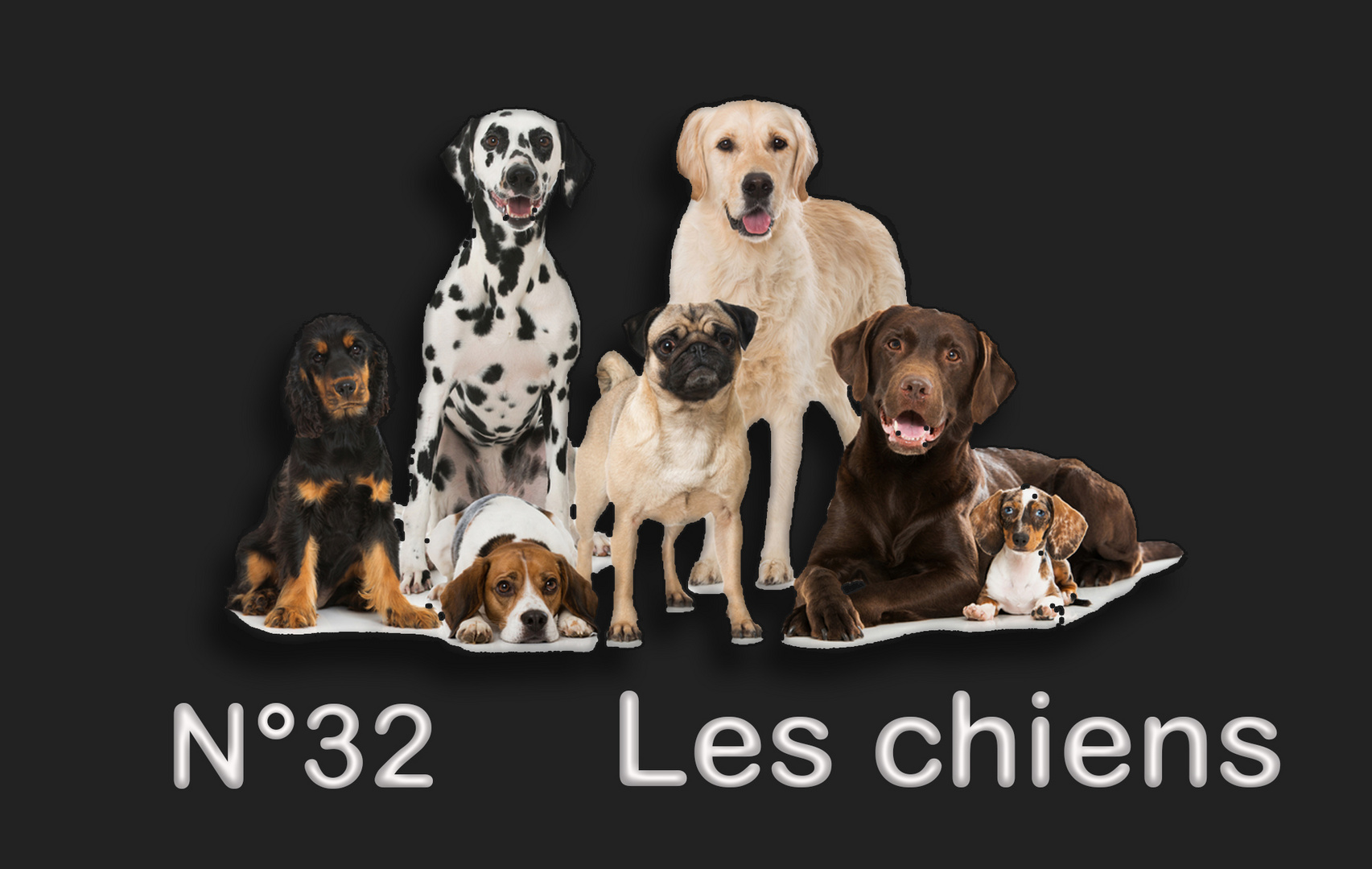 N° 32 les chiens 