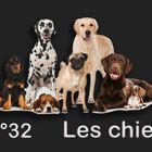 N° 32 les chiens 