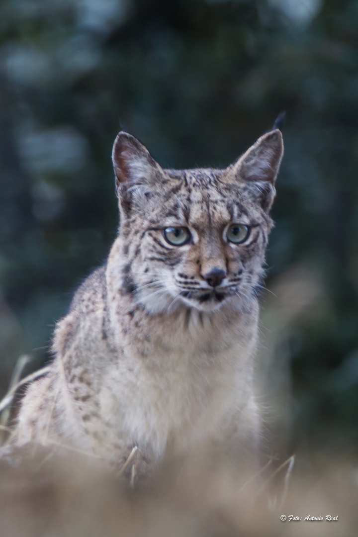 N - 36 Lince  Ibérico, joven.