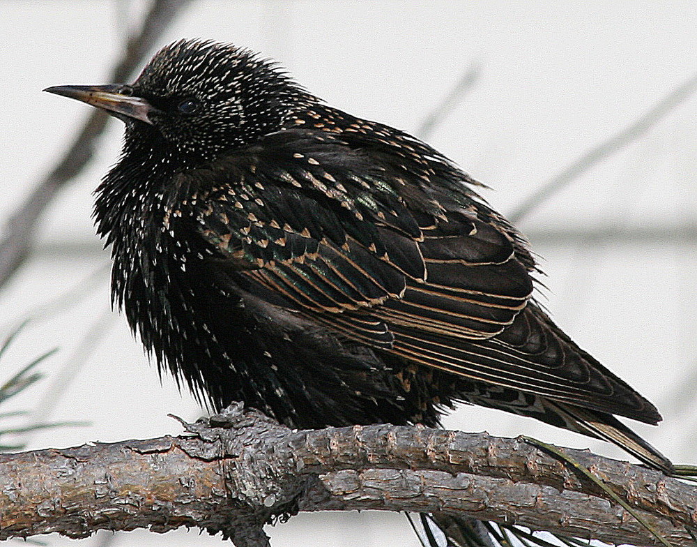 N American Blackbird-1