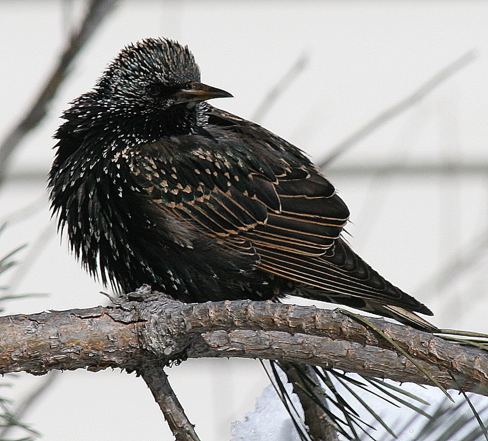 N American Blackbird-2