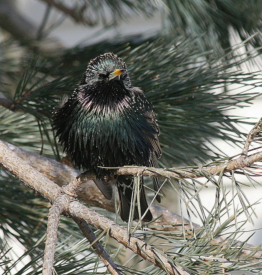 N American Blackbird-3