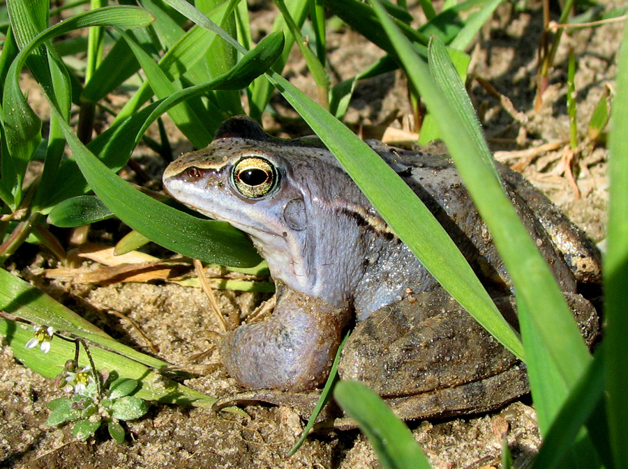 `n blauer Frosch