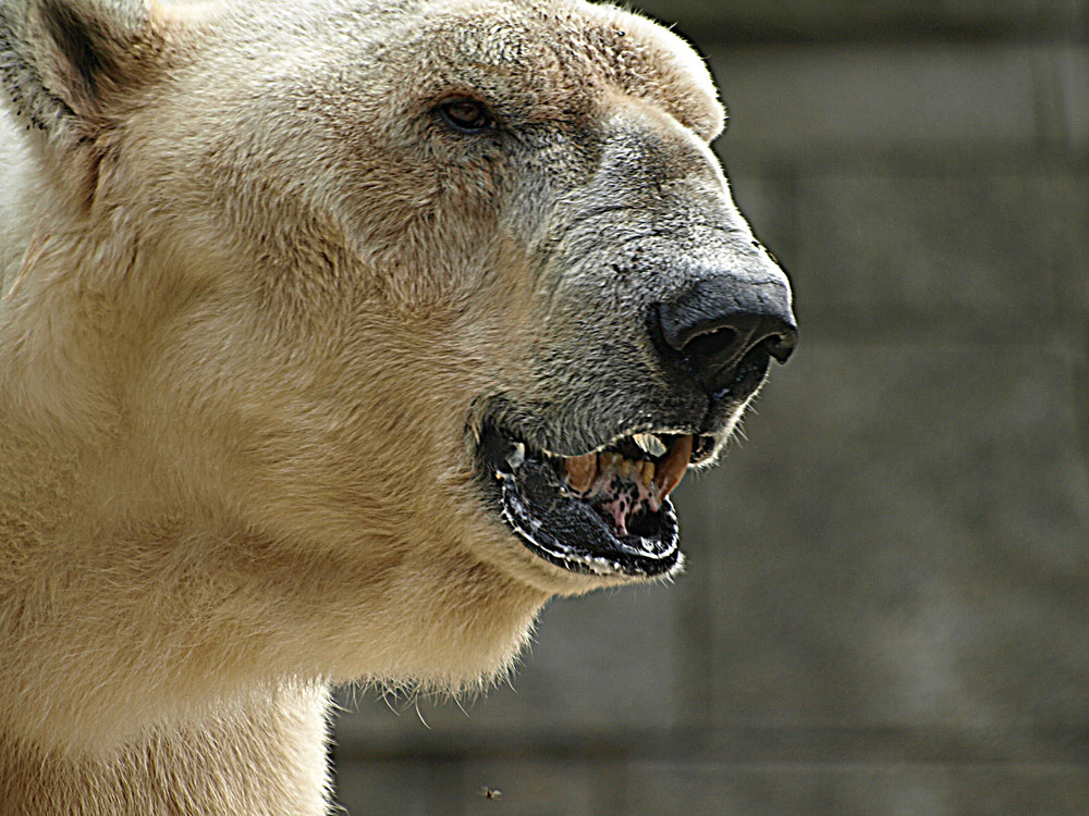 N E I N ! ! ! Ich heiße weder Knut noch Flocke!!! K L A R !