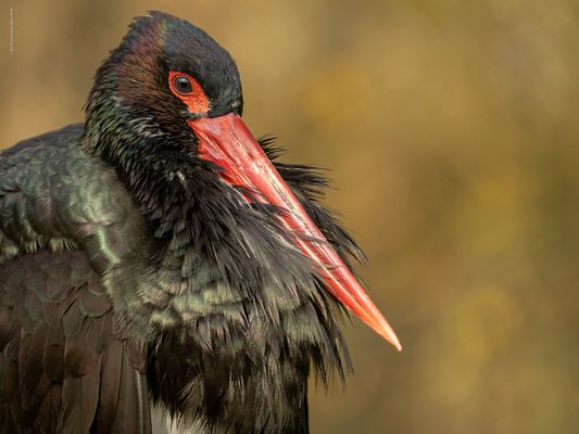 . . n e . s c h i l l e r n d e . G e s t a l t . . 