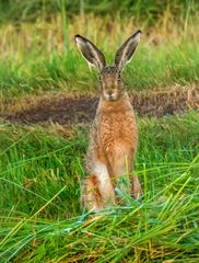 "N E U G I E R I G" und voller Angst, der Hase