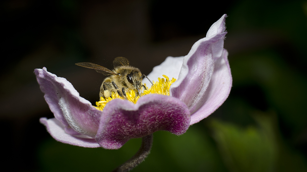 'N fleißiges Bienchen