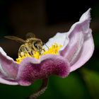 'N fleißiges Bienchen