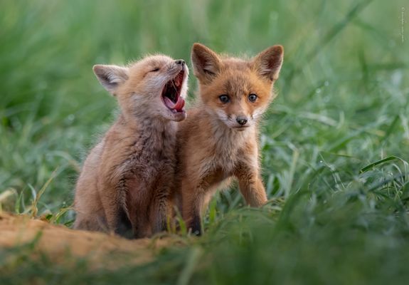 „ n ’ g u h d ’ n . m o o o r G Ä H N . a l l e r s e i t ‘ s “