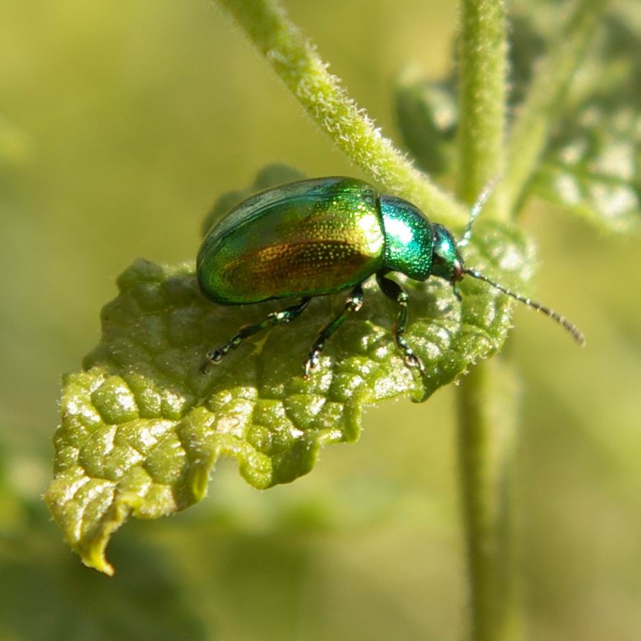 'n Käfer auf'm Blatt, was is das schon...