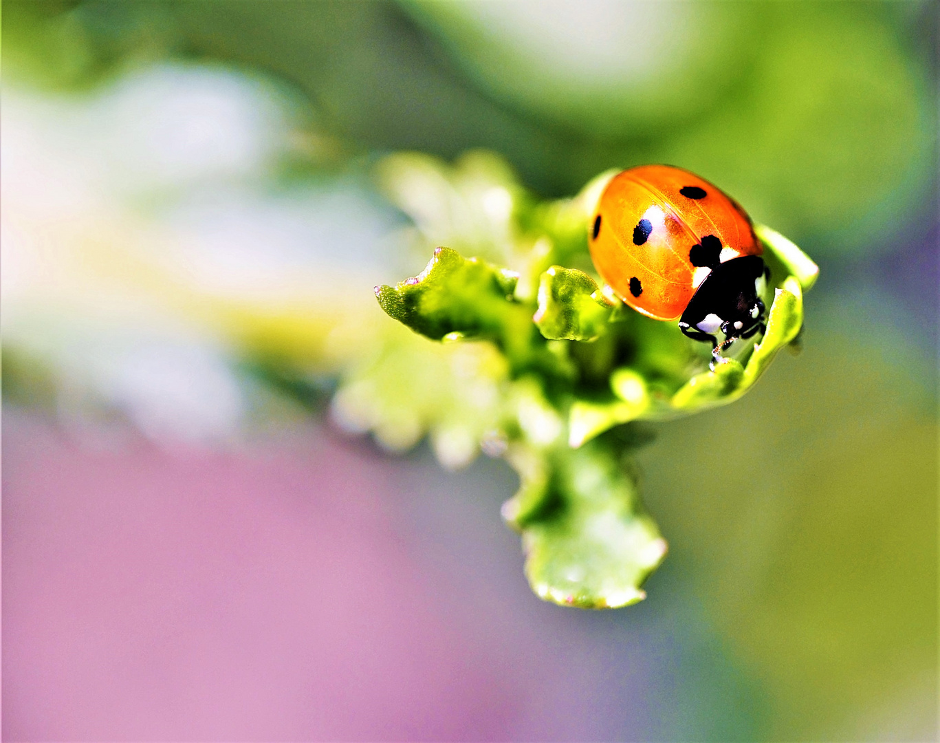 n Käfer auf´m Blatt, was ist das schon