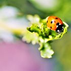 n Käfer auf´m Blatt, was ist das schon