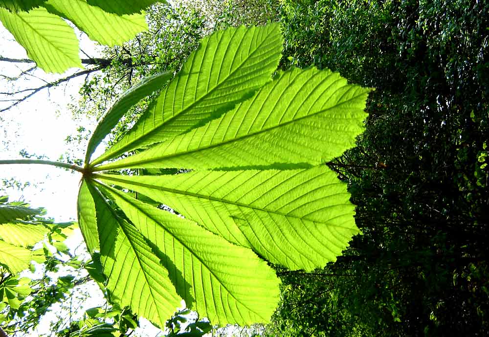 ´n käfer auf´n blatt, was ist das schon...??