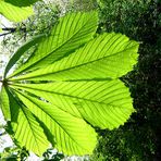 ´n käfer auf´n blatt, was ist das schon...??