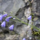 'n Mauerblümchen