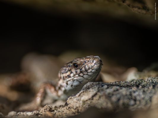 . . N O V E M B E R D R A C H E . . 