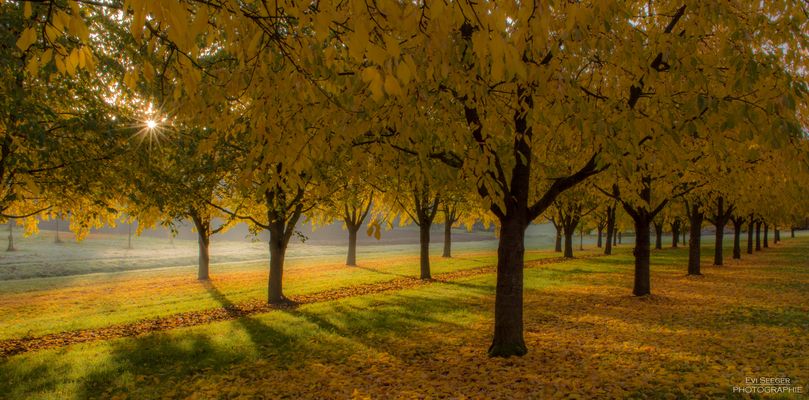 N O V E M B E R L I C H T 