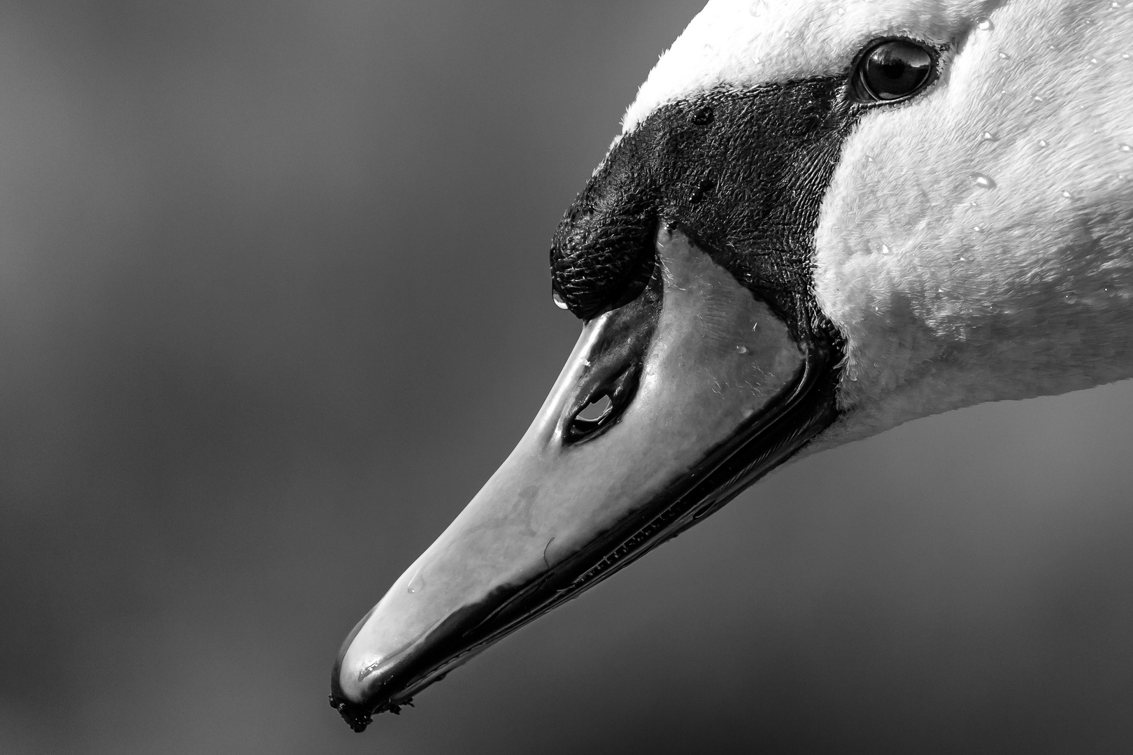 'n Stück Höckerschwan