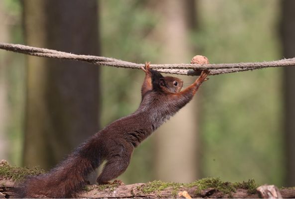 N U S S A K R O B A T