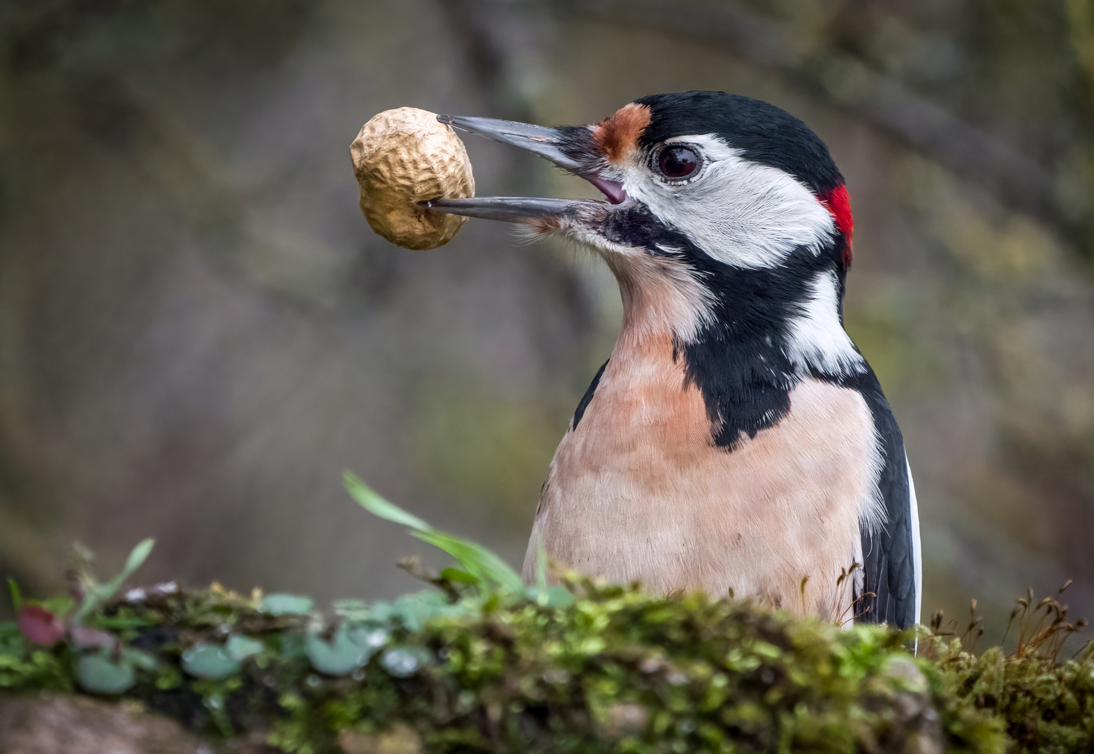 "N U S S K N A C K E R" -verkleidet als Buntspecht