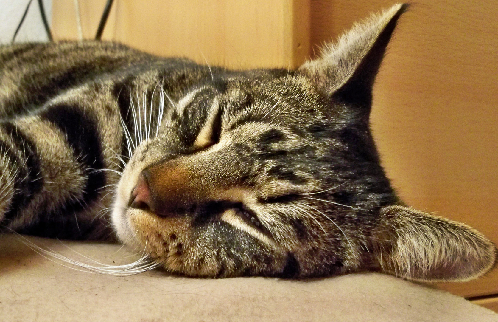 N8i Und Schönen Sonntag Foto Bild Tiere Haustiere