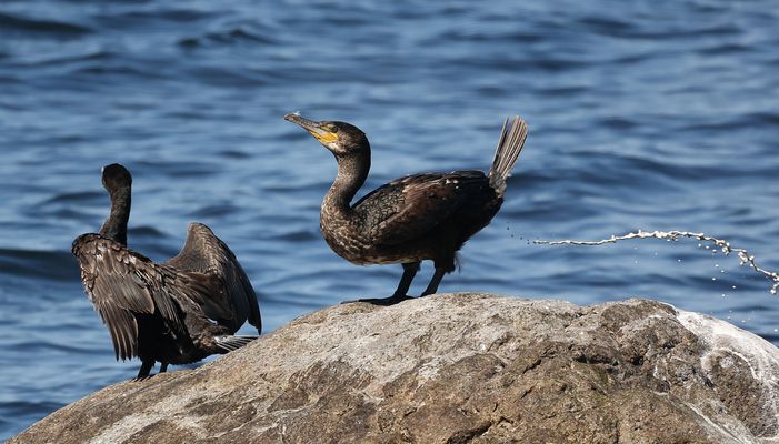 °°-------    na also 