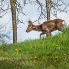 "Na, da hab ich aber einen Bock geschossen"