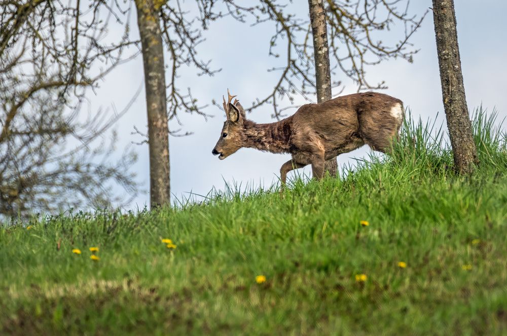 "Na, da hab ich aber einen Bock geschossen"